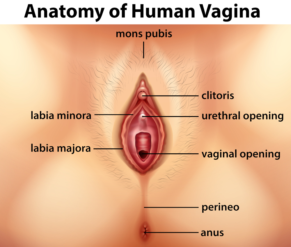 Der wo kitzler der frau bei ist Klitoris